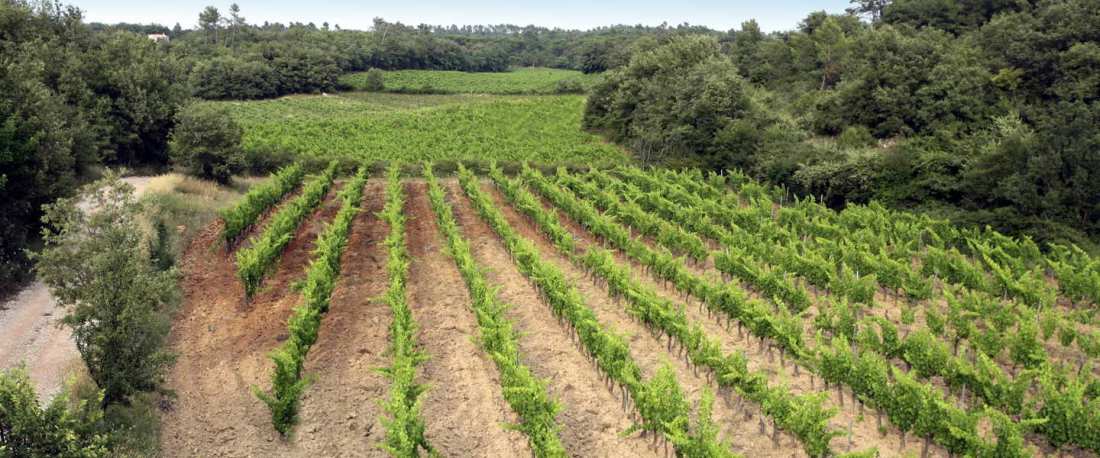 Vignes